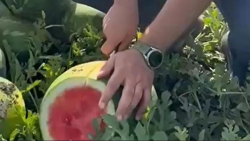 Adana'nın karpuzcusu işin sırrını açıkladı: Bal gibi karpuz böyle seçiliyor