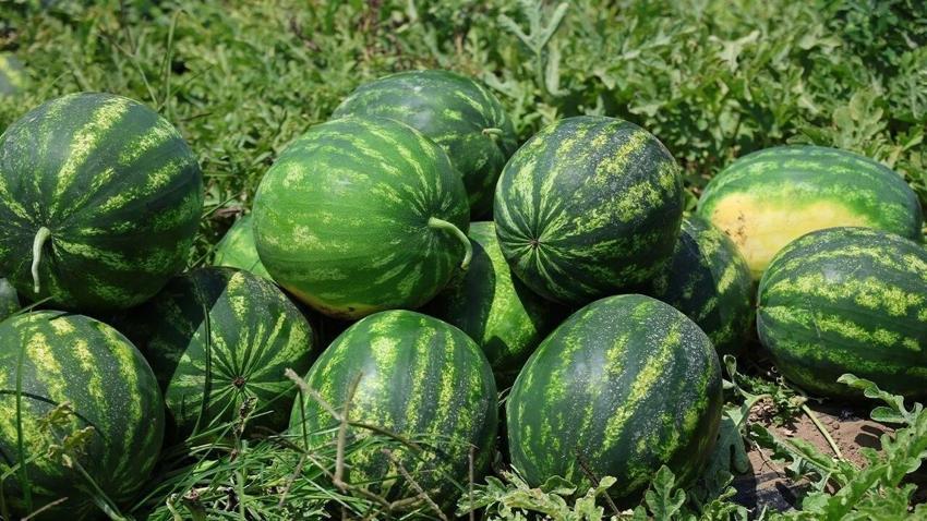 Adana'nın karpuzcusu işin sırrını açıkladı: Bal gibi karpuz böyle seçiliyor