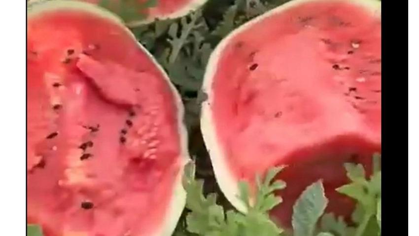 Adana'nın karpuzcusu işin sırrını açıkladı: Bal gibi karpuz böyle seçiliyor