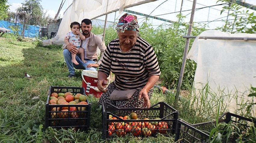 Emekli olunca memleketi Iğdır'a döndü, İnternetten öğrendi, evinin bahçesine kurdu! Şimdi hem 3 aileyi geçindiriyor