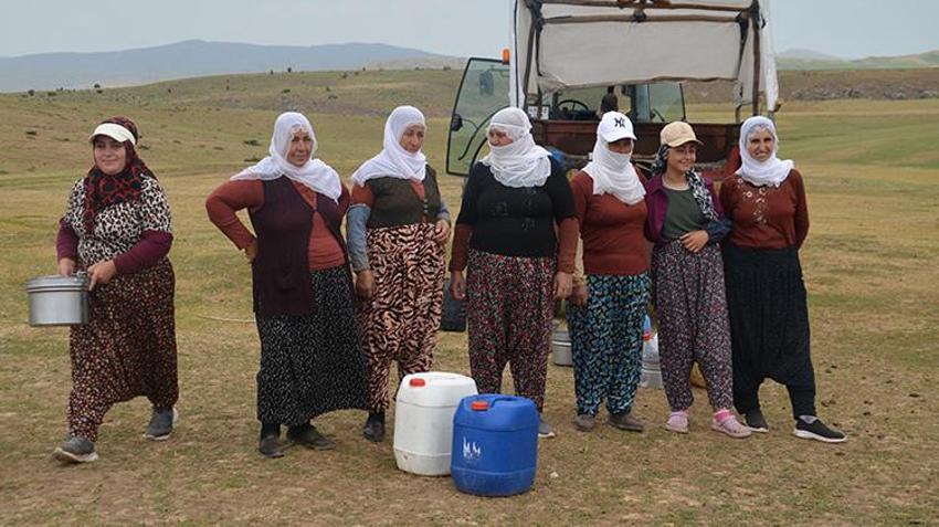 Muşlu berivanlar her gün kilometrelerce yol gidiyor! Hepsinin tek bir amacı var
