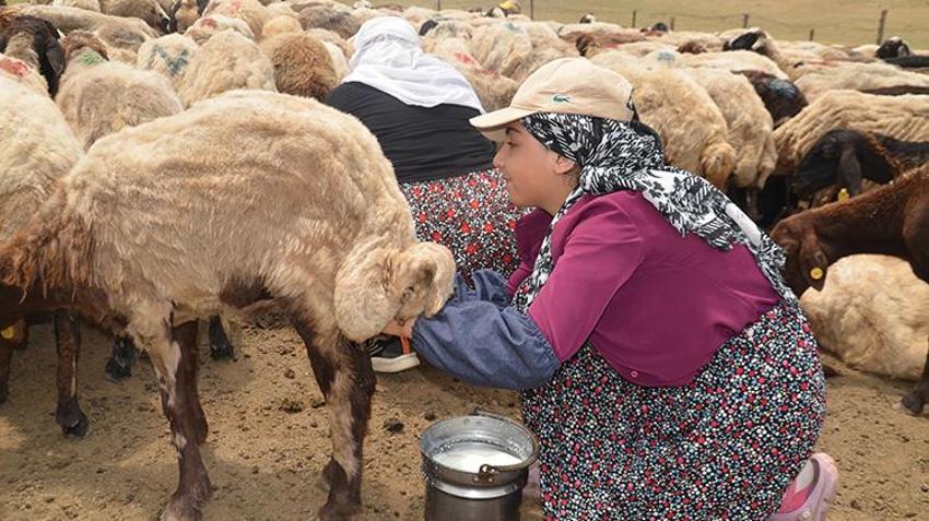 Muşlu berivanlar her gün kilometrelerce yol gidiyor! Hepsinin tek bir amacı var