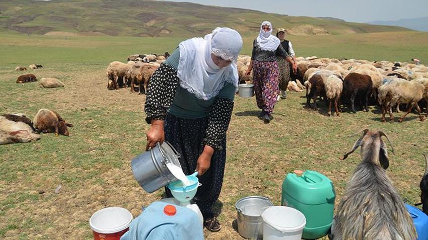 Muşlu berivanlar her gün kilometrelerce yol gidiyor! Hepsinin tek bir amacı var