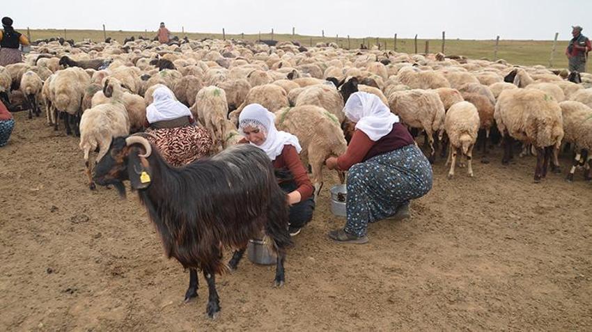 Muşlu berivanlar her gün kilometrelerce yol gidiyor! Hepsinin tek bir amacı var