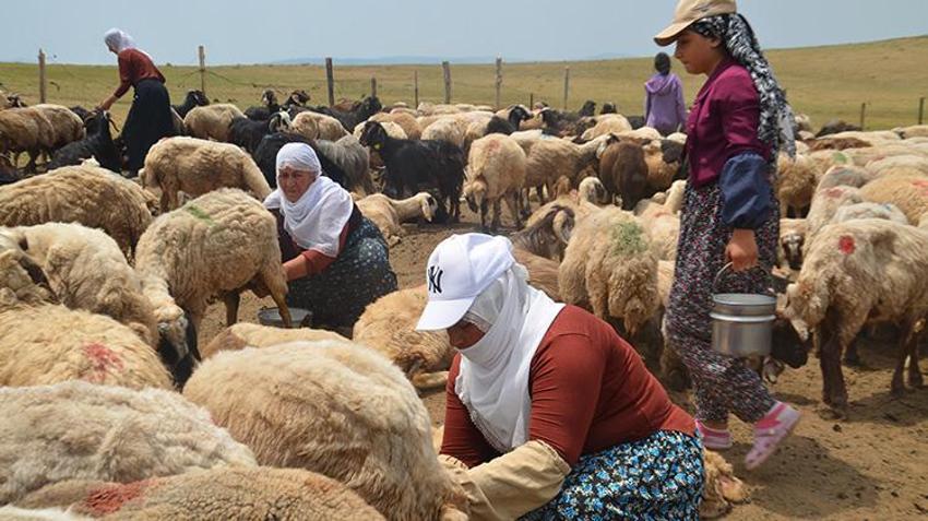 Muşlu berivanlar her gün kilometrelerce yol gidiyor! Hepsinin tek bir amacı var