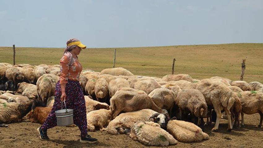Muşlu berivanlar her gün kilometrelerce yol gidiyor! Hepsinin tek bir amacı var