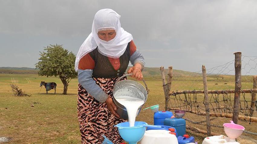 Muşlu berivanlar her gün kilometrelerce yol gidiyor! Hepsinin tek bir amacı var