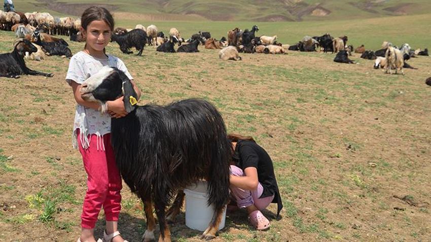 Muşlu berivanlar her gün kilometrelerce yol gidiyor! Hepsinin tek bir amacı var