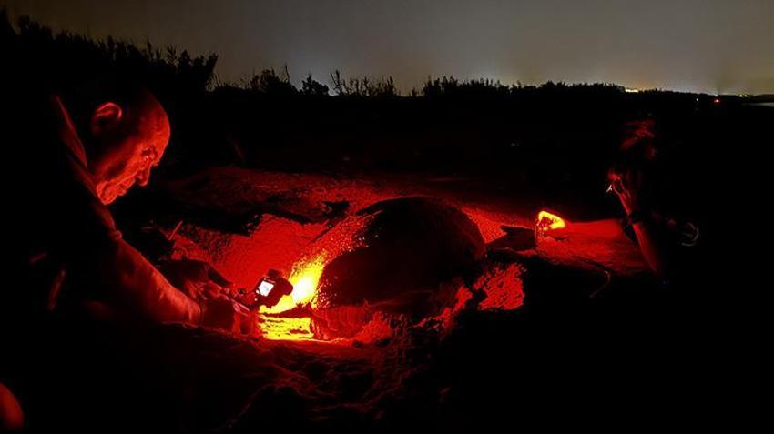 Antalya sahillerindeki gizem görüntülendi! Yumurtaların bırakıldığı bin 500 nokta tespit edildi