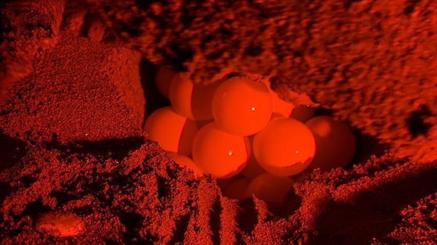 Antalya sahillerindeki gizem görüntülendi! Yumurtaların bırakıldığı bin 500 nokta tespit edildi