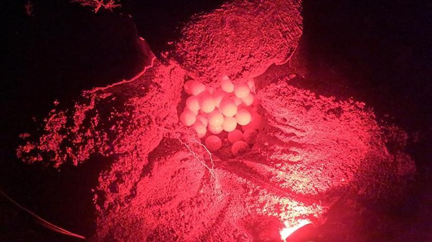 Antalya sahillerindeki gizem görüntülendi! Yumurtaların bırakıldığı bin 500 nokta tespit edildi