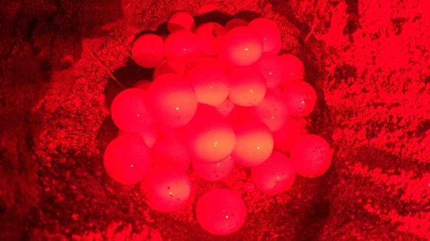 Antalya sahillerindeki gizem görüntülendi! Yumurtaların bırakıldığı bin 500 nokta tespit edildi