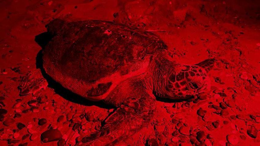 Antalya sahillerindeki gizem görüntülendi! Yumurtaların bırakıldığı bin 500 nokta tespit edildi