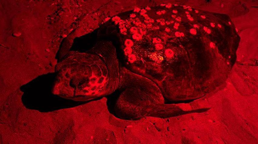 Antalya sahillerindeki gizem görüntülendi! Yumurtaların bırakıldığı bin 500 nokta tespit edildi