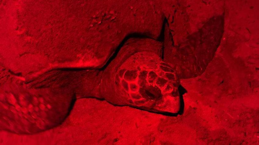 Antalya sahillerindeki gizem görüntülendi! Yumurtaların bırakıldığı bin 500 nokta tespit edildi