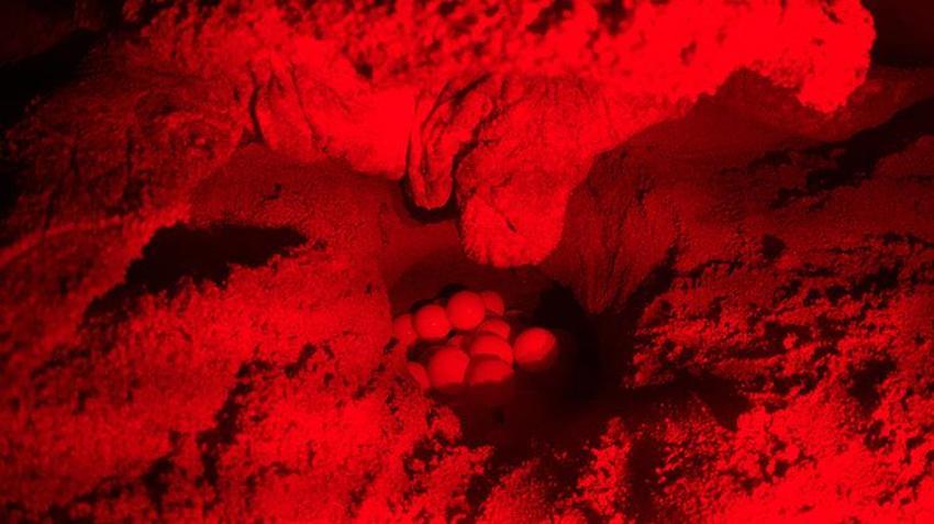 Antalya sahillerindeki gizem görüntülendi! Yumurtaların bırakıldığı bin 500 nokta tespit edildi