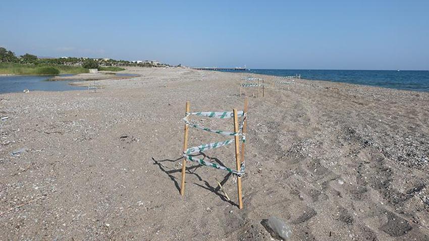 Antalya sahillerindeki gizem görüntülendi! Yumurtaların bırakıldığı bin 500 nokta tespit edildi
