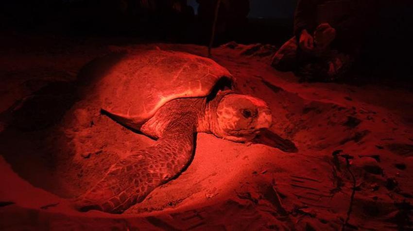 Antalya sahillerindeki gizem görüntülendi! Yumurtaların bırakıldığı bin 500 nokta tespit edildi