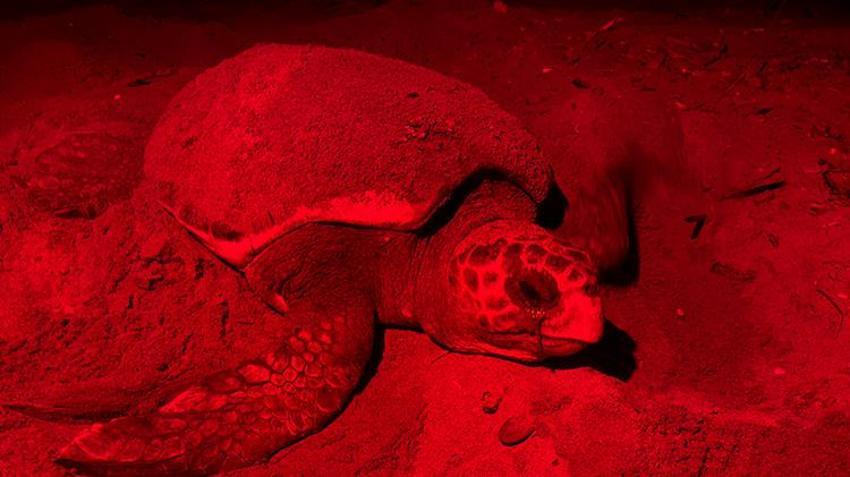 Antalya sahillerindeki gizem görüntülendi! Yumurtaların bırakıldığı bin 500 nokta tespit edildi