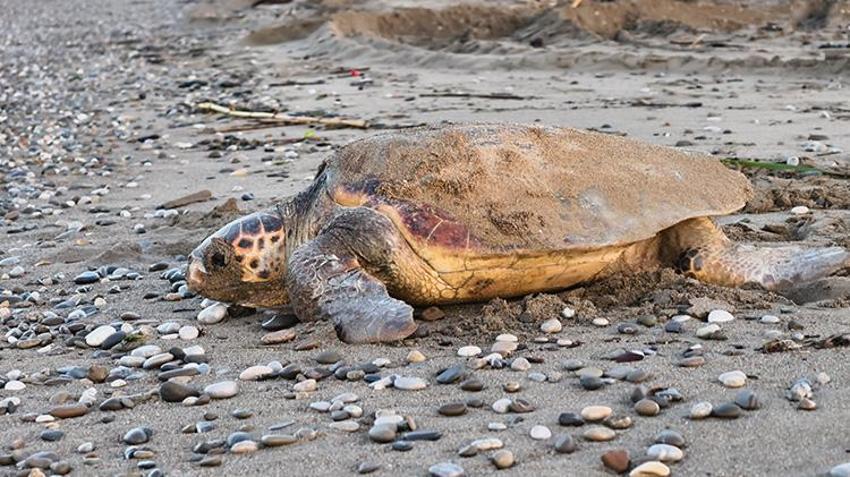 Antalya sahillerindeki gizem görüntülendi! Yumurtaların bırakıldığı bin 500 nokta tespit edildi