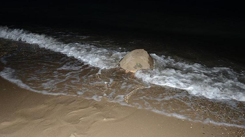 Antalya sahillerindeki gizem görüntülendi! Yumurtaların bırakıldığı bin 500 nokta tespit edildi