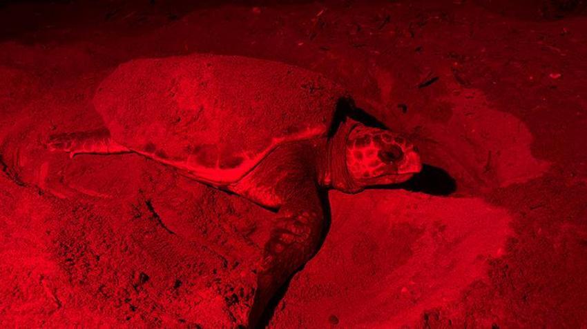 Antalya sahillerindeki gizem görüntülendi! Yumurtaların bırakıldığı bin 500 nokta tespit edildi