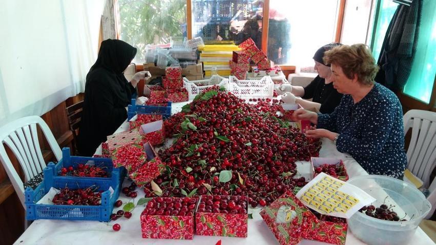 Hasadı bitti bereketi kaldı! Lapsekili çiftçi bu ürünlerden iyi kazandı; 7 bin dekarda 10 bin ton toplandı