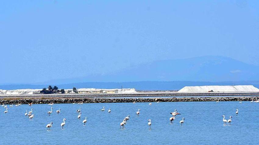İzmir Kuş Cenneti, 13 bin flamingo yavrusuna ev sahipliği yapıyor