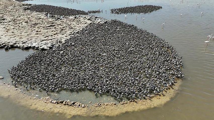 İzmir Kuş Cenneti, 13 bin flamingo yavrusuna ev sahipliği yapıyor