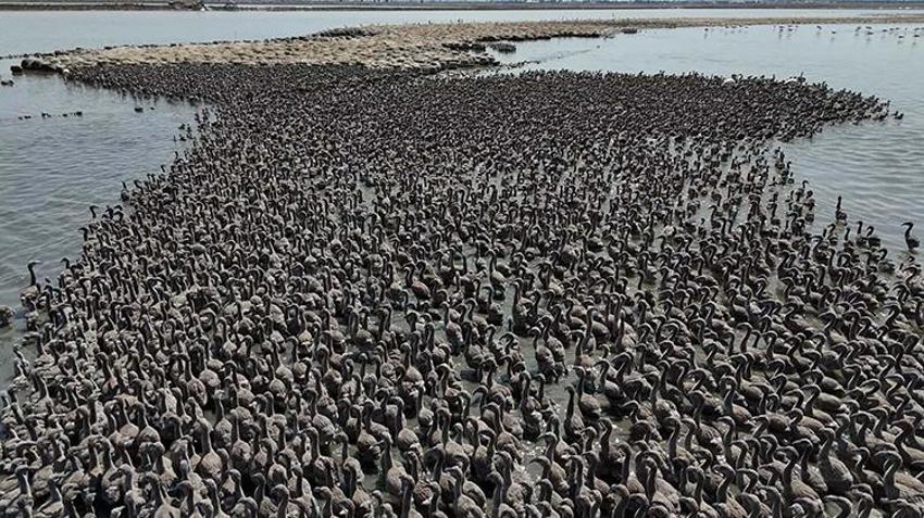 İzmir Kuş Cenneti, 13 bin flamingo yavrusuna ev sahipliği yapıyor