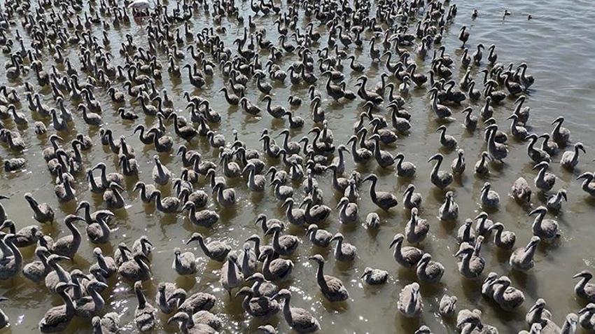 İzmir Kuş Cenneti, 13 bin flamingo yavrusuna ev sahipliği yapıyor