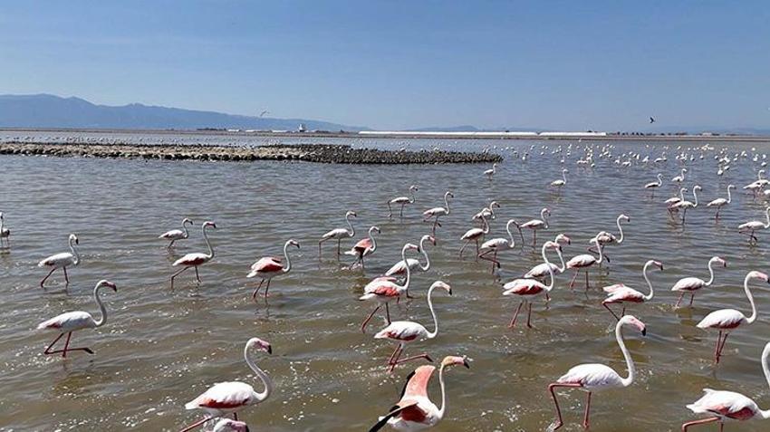 İzmir Kuş Cenneti, 13 bin flamingo yavrusuna ev sahipliği yapıyor
