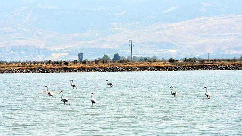 İzmir Kuş Cenneti, 13 bin flamingo yavrusuna ev sahipliği yapıyor