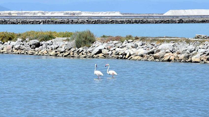 İzmir Kuş Cenneti, 13 bin flamingo yavrusuna ev sahipliği yapıyor