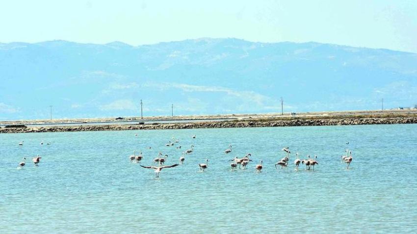 İzmir Kuş Cenneti, 13 bin flamingo yavrusuna ev sahipliği yapıyor