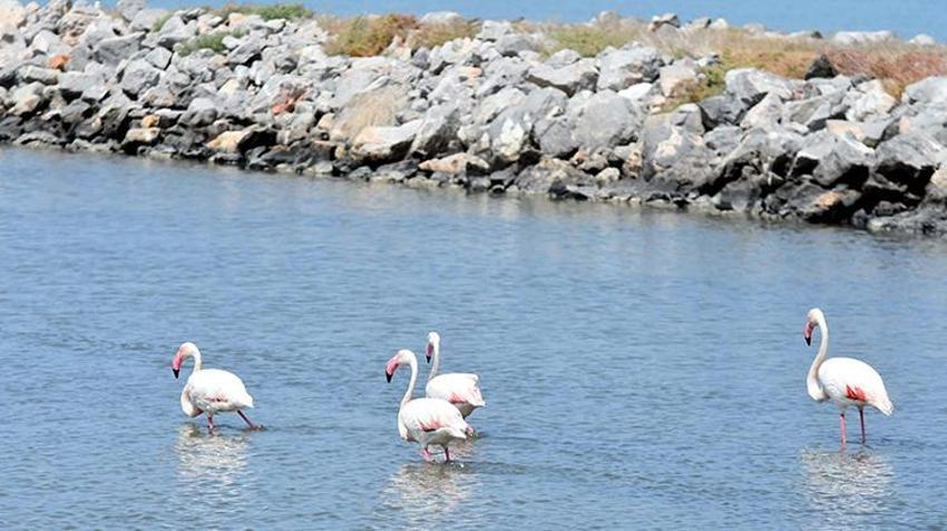 İzmir Kuş Cenneti, 13 bin flamingo yavrusuna ev sahipliği yapıyor