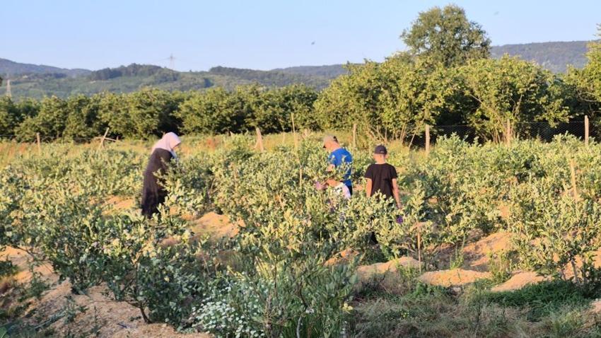 Düzce'de genç girişimciden örnek proje: 22 yaşında kendi bahçesini kurdu, şimdi 15 ton hasat bekliyor