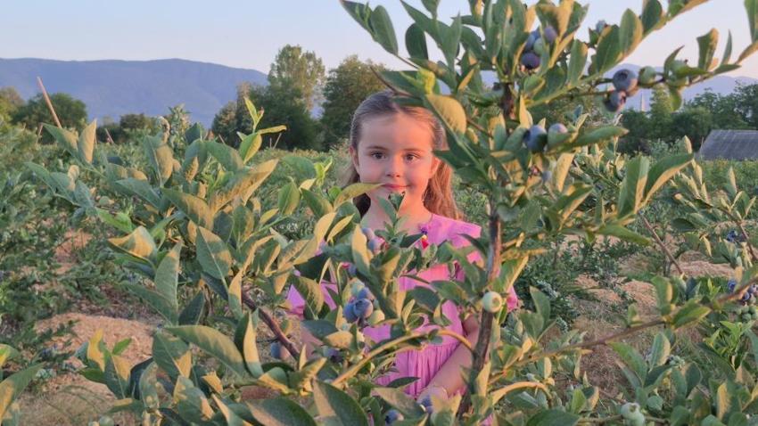 Düzce'de genç girişimciden örnek proje: 22 yaşında kendi bahçesini kurdu, şimdi 15 ton hasat bekliyor
