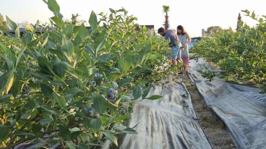 Düzce'de genç girişimciden örnek proje: 22 yaşında kendi bahçesini kurdu, şimdi 15 ton hasat bekliyor