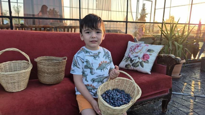 Düzce'de genç girişimciden örnek proje: 22 yaşında kendi bahçesini kurdu, şimdi 15 ton hasat bekliyor