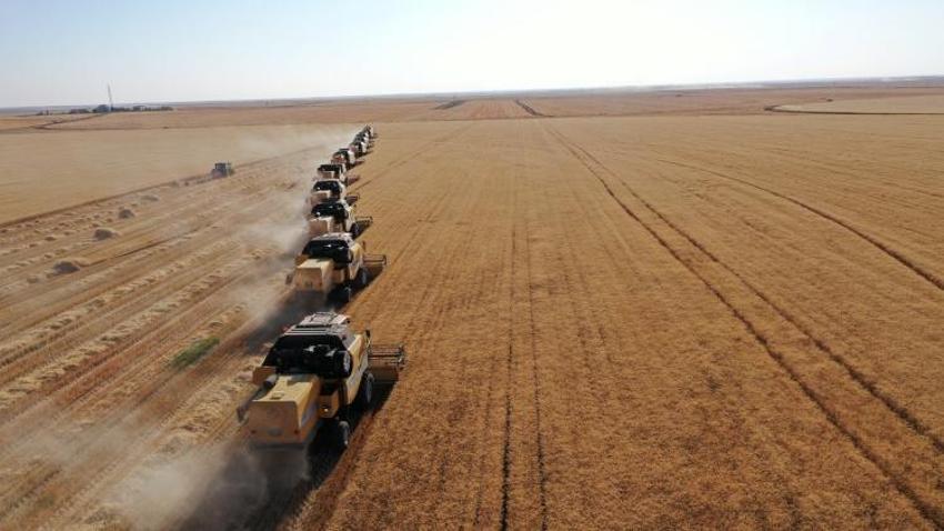 Türkiye bu hasatı bekliyordu! 200 bin ton buğdayı 15 günde kaldırıyorlar