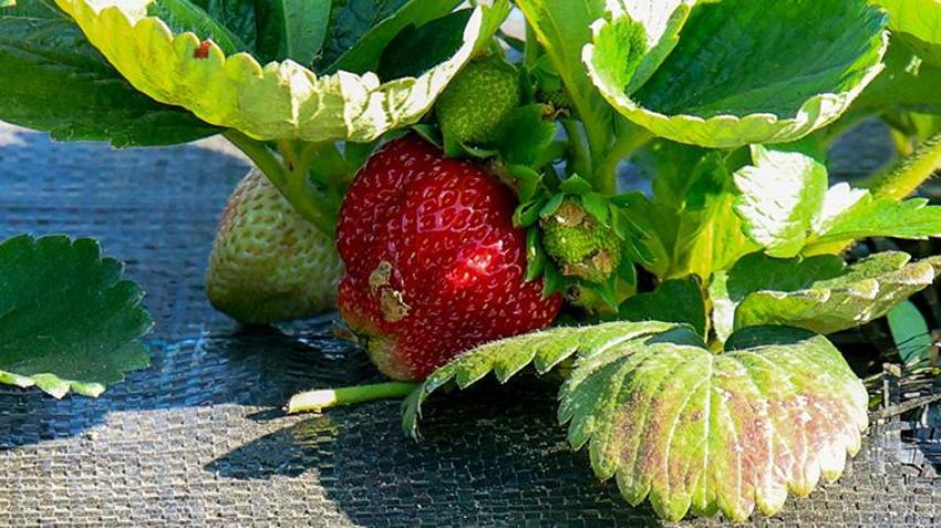 Sakarya'da babasına destek olmak için bu işe başladı! Mühendisliği bırakıp çiftçi oldu