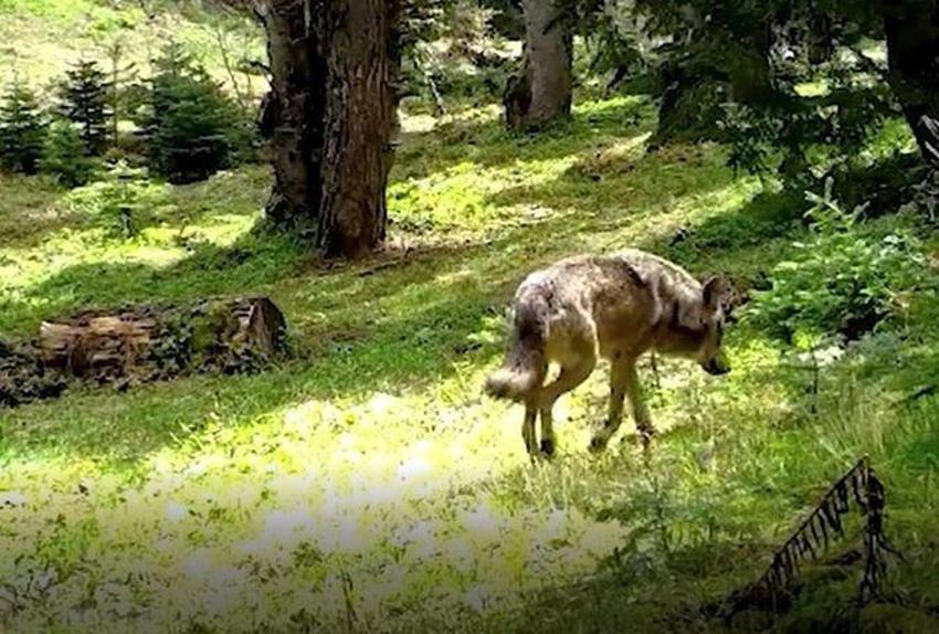 Türklerin kutsalı Bursa'da fotokapana yakalandı: Her adımında bir mesaj var