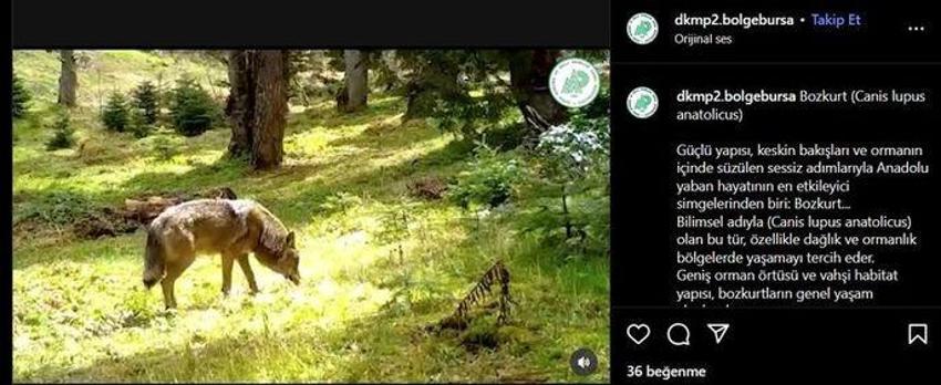 Türklerin kutsalı Bursa'da fotokapana yakalandı: Her adımında bir mesaj var