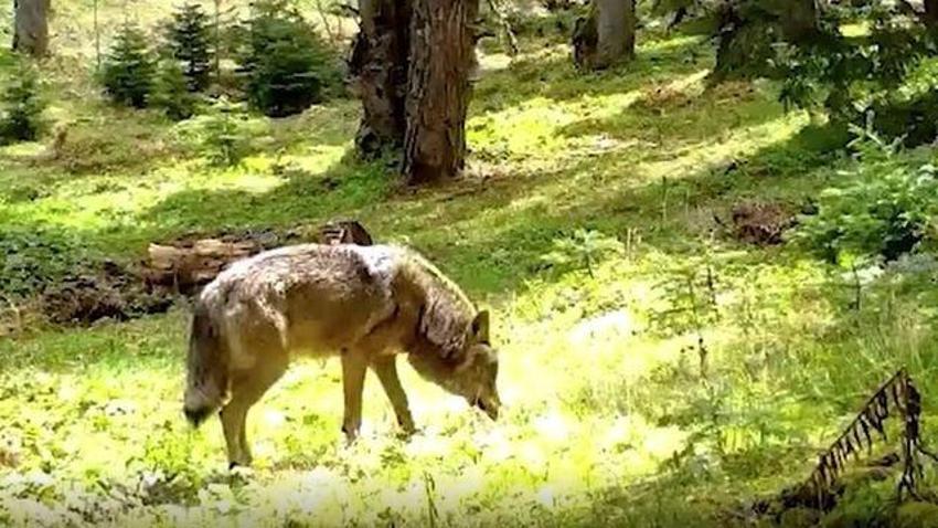 Türklerin kutsalı Bursa'da fotokapana yakalandı: Her adımında bir mesaj var