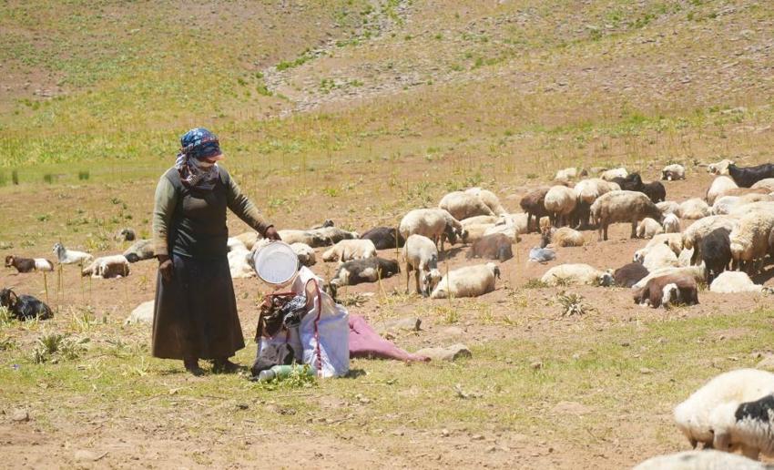 Muş'ta kadınlar at sırtında: Evden 16 kilometre uzakta bu işi yapıyorlar
