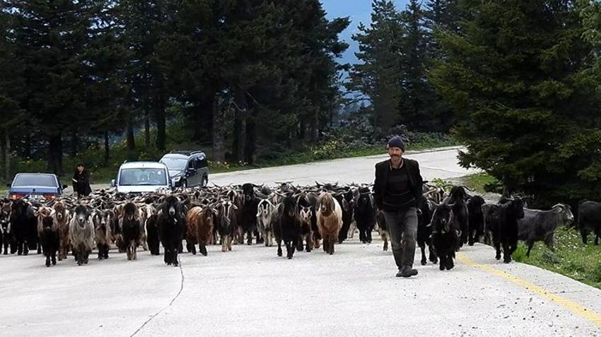 Yatağa bağımlı meslektaşının yayla hasretini drone görüntüleriyle dindirdi! Trabzon yaylaları drone ile yatağına geldi!