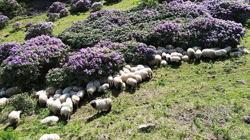 Yatağa bağımlı meslektaşının yayla hasretini drone görüntüleriyle dindirdi! Trabzon yaylaları drone ile yatağına geldi!