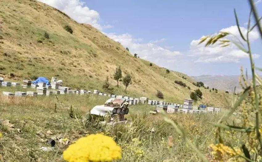 Bitlis'te hiç bir zaman böylesi görülmedi: 15 kilonun altına düşünce ritim bozuldu
