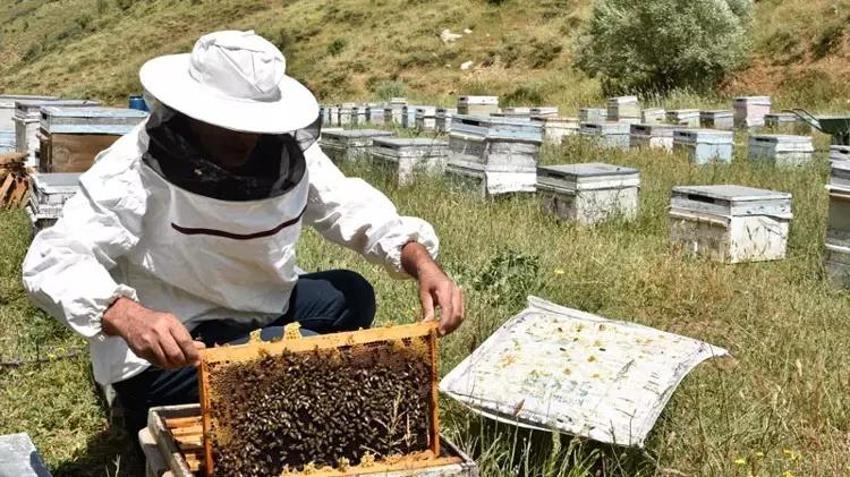 Bitlis'te hiç bir zaman böylesi görülmedi: 15 kilonun altına düşünce ritim bozuldu